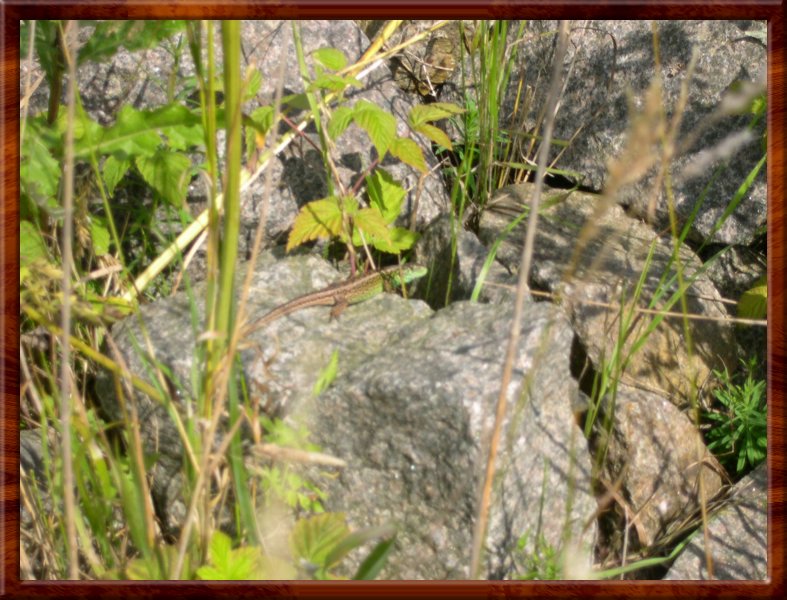 DSCN1056.JPG