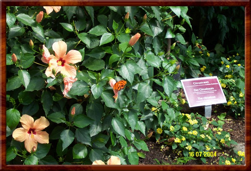 DCP_0925.JPG