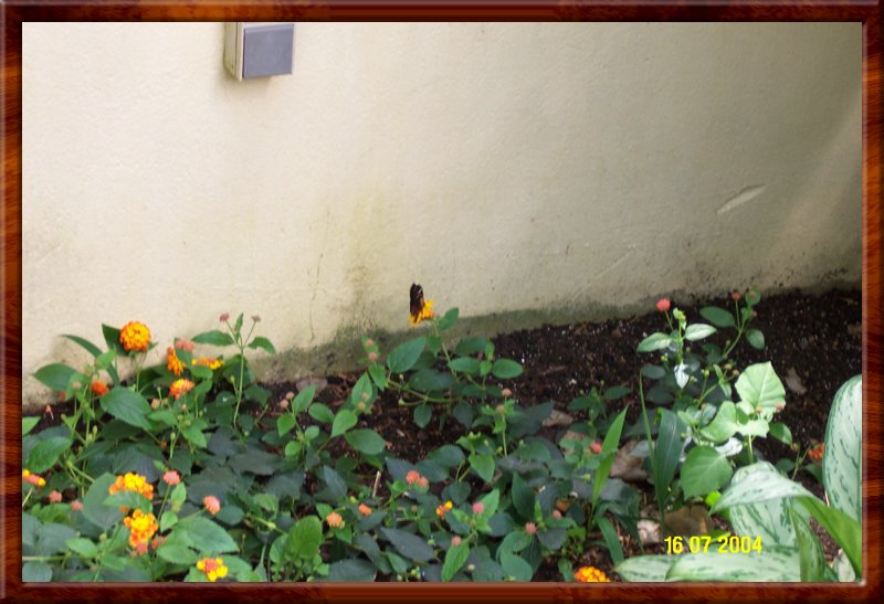 DCP_0929.JPG