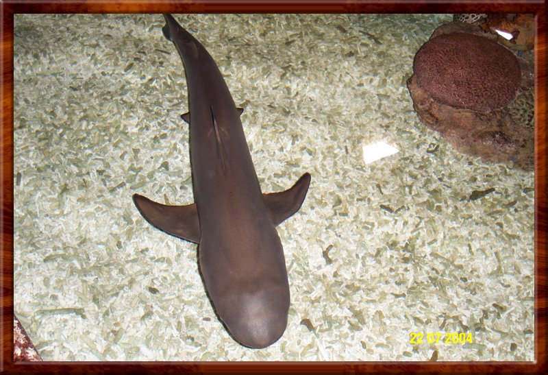 DCP_0948.JPG