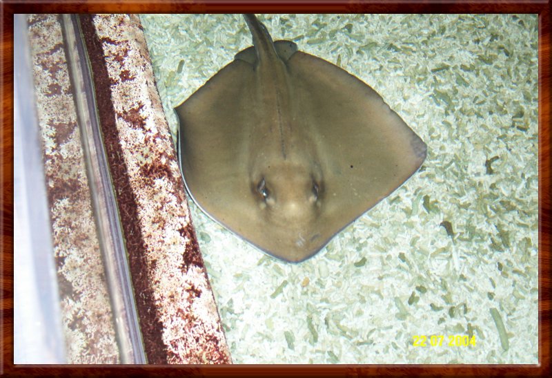 DCP_0949.JPG