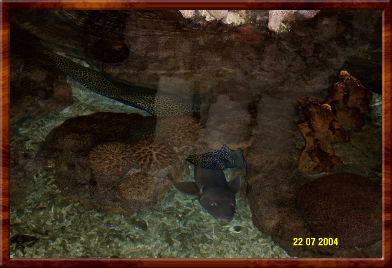 DCP_0950.JPG
